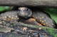  Tortue au zoo de Randers Regnskov ( 8 août 2015)